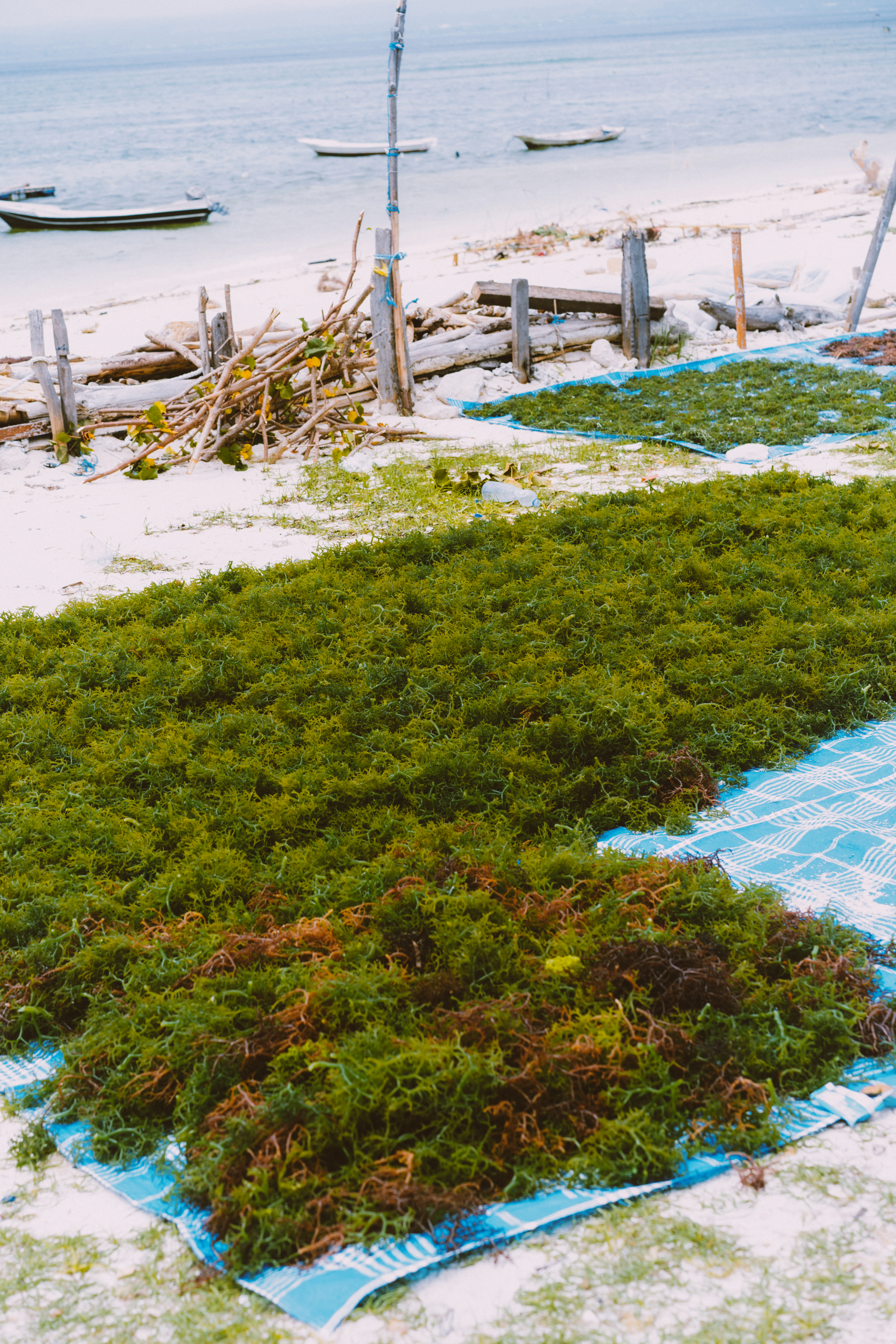 indonesia lembongan seaweed is dried make cosmetics